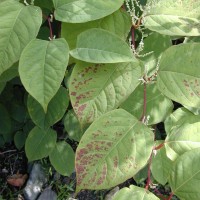 Giant Knotweed